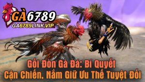 Gối Đòn Gà Đá - Bí Quyết Cận Chiến, Nắm Giữ Ưu Thế Tuyệt Đối