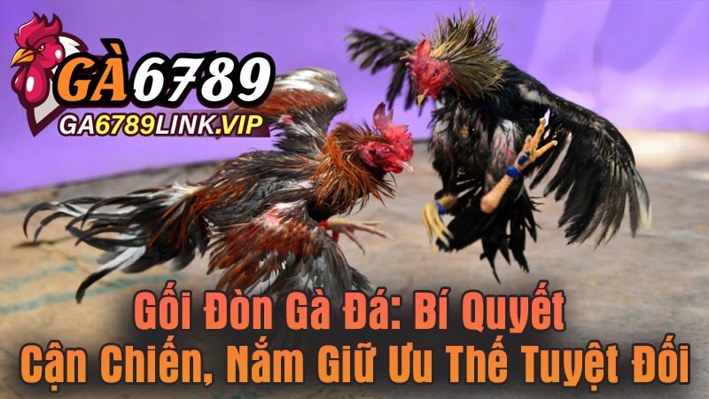 Gối Đòn Gà Đá - Bí Quyết Cận Chiến, Nắm Giữ Ưu Thế Tuyệt Đối