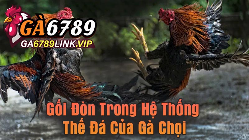 Gối Đòn Trong Hệ Thống Thế Đá Của Gà Chọi