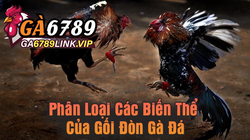 Phân Loại Các Biến Thể Của Gối Đòn Gà Đá