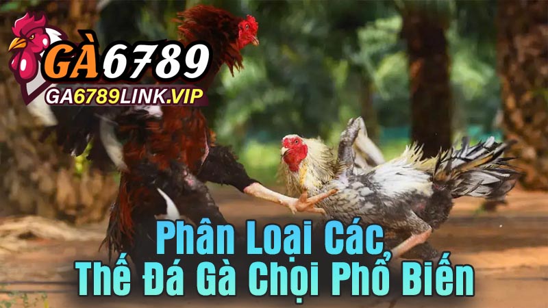 Phân Loại Các Thế Đá Gà Chọi Phổ Biến