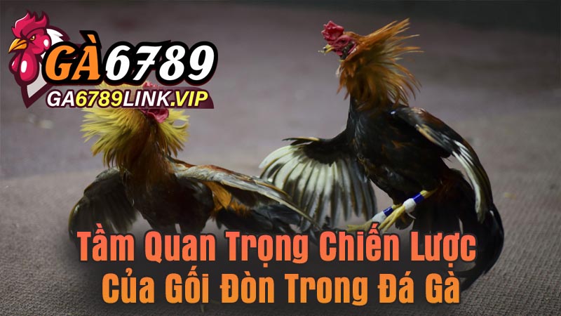 Tầm Quan Trọng Chiến Lược Của Gối Đòn Trong Đá Gà