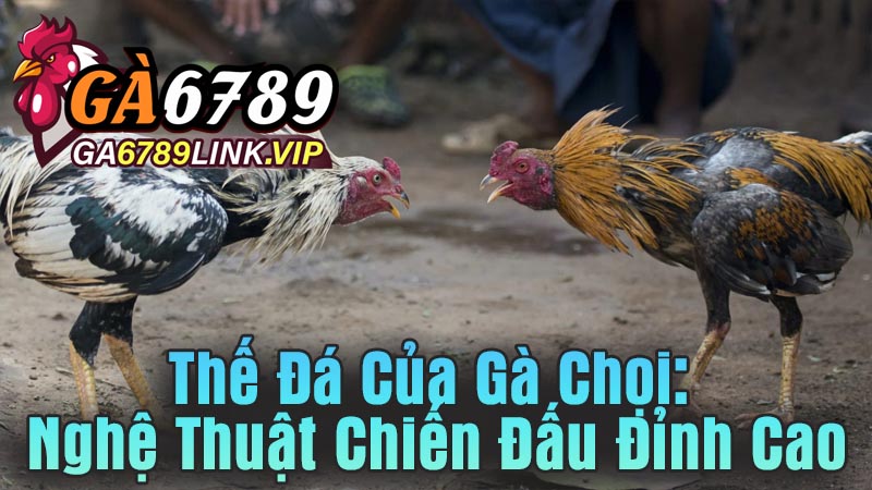 Thế Đá Của Gà Chọi Nghệ Thuật Chiến Đấu Đỉnh Cao