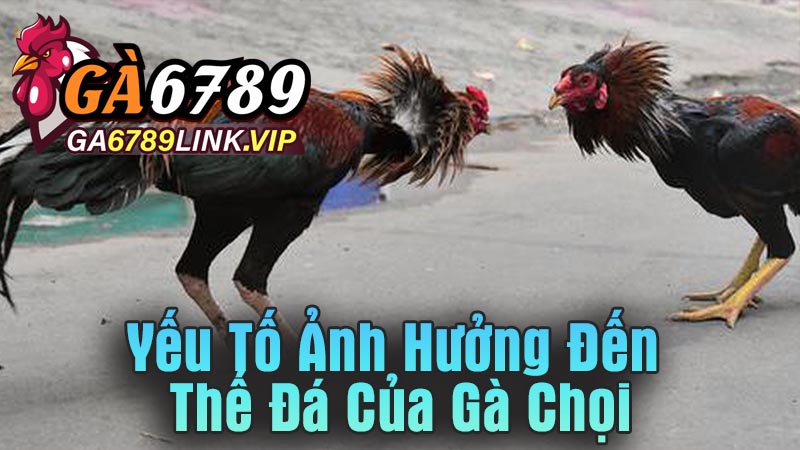Yếu Tố Ảnh Hưởng Đến Thế Đá Của Gà Chọi